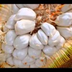 Marang Fruit