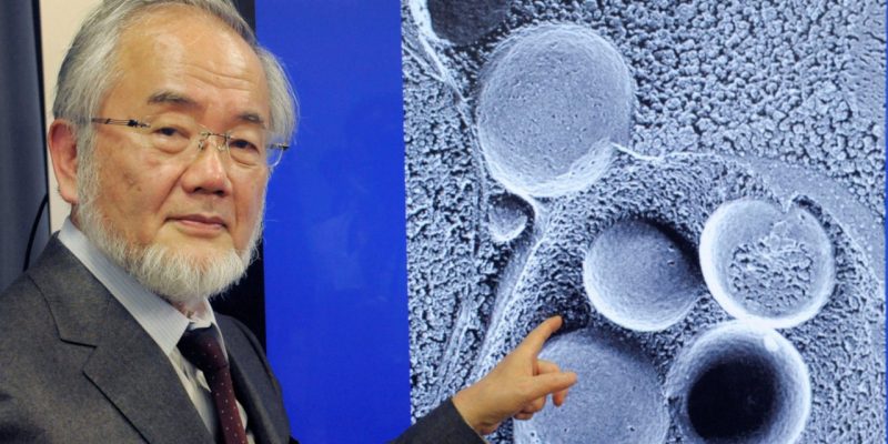 Dr. Yoshinori Ohsumi